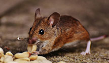 24 Hour & Emergency Exterminators in Ellerslie, GA